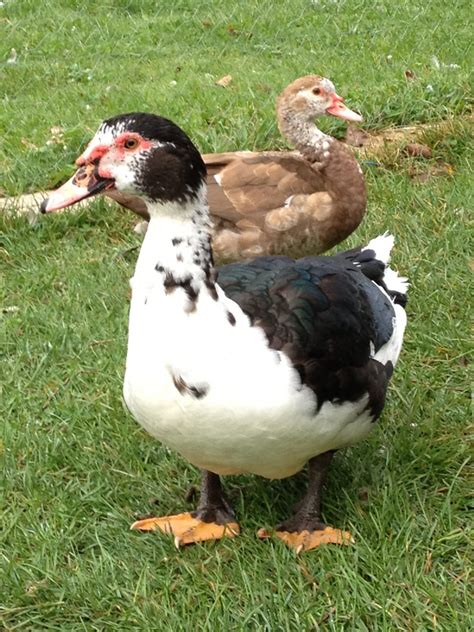 tell gender of Muscovy ducklings by voice | BackYard Chickens