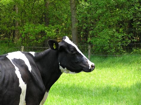 Free Dutch Cow Stock Photo - FreeImages.com