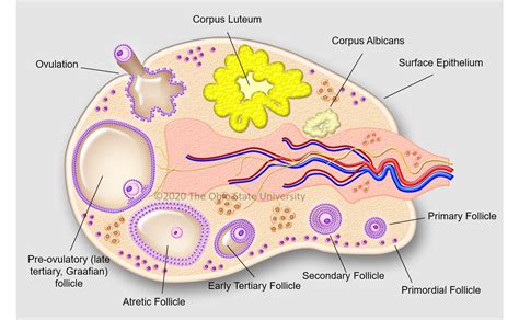 The ovary – Veterinary Histology