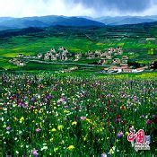En busca de las flores de primavera Exclusiva _Spanish.China.org.cn