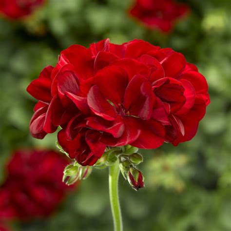 Calliope Dark Red Geranium - Plant Library - Pahl's Market - Apple ...