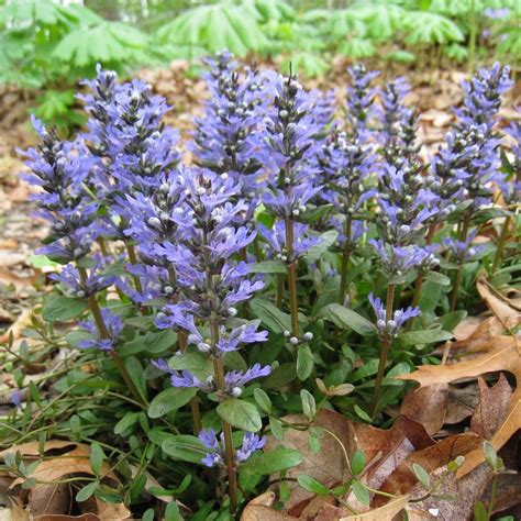 Ajuga reptans 'Chocolate Chip' | Garden care, Plants, Online plant nursery