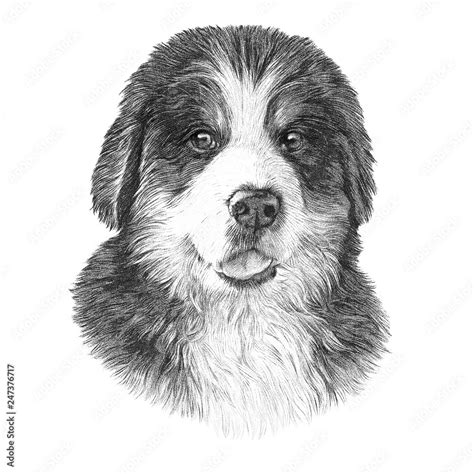 Vintage style sketch of Bernese Mountain Dog isolated on white ...