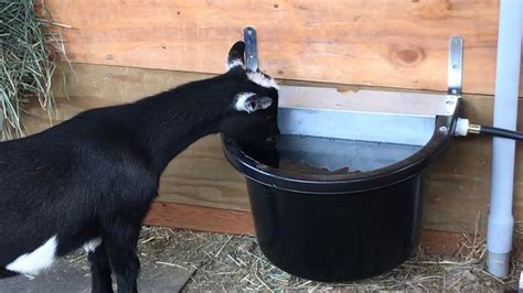 Automatic Goat Watering System | Goats, Goat farming, Raising goats