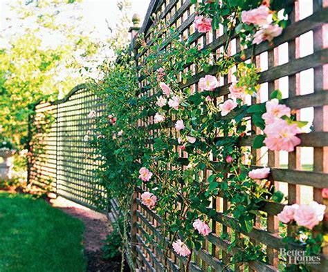 Best Climbing Plants For Wooden Fences