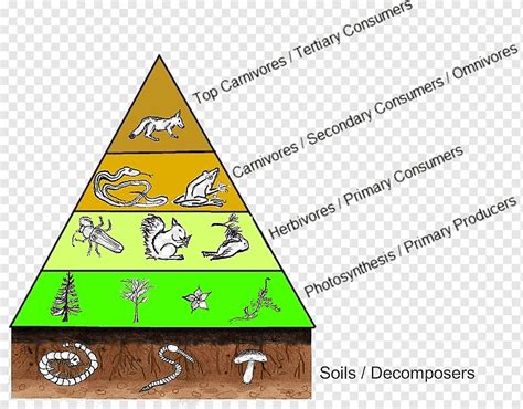 Consumidor de la cadena trófica de la cadena alimenticia a nivel trófico, pirámide, ángulo ...