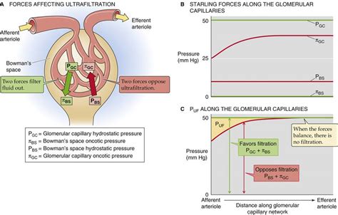 Glomerular Ultrafiltrate Human Physiology 78 Steps