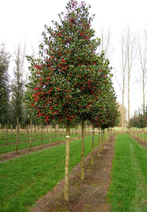 Holly Ilex 'Nellie Stevens' | Kleiner hof landschaftsbau, Sträucher für schatten, Immergrüne bäume