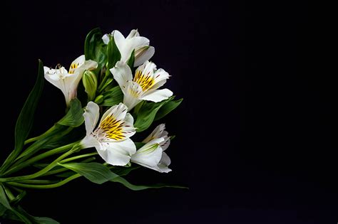 Images White Alstroemeria Black background flower