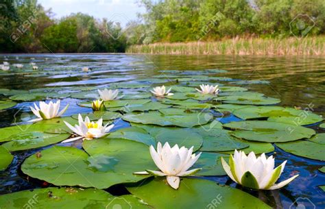 Water lily pond, Water lilly, Water lilies