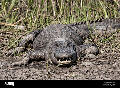 A large American alligator shows teeth in an threatening display at the ...