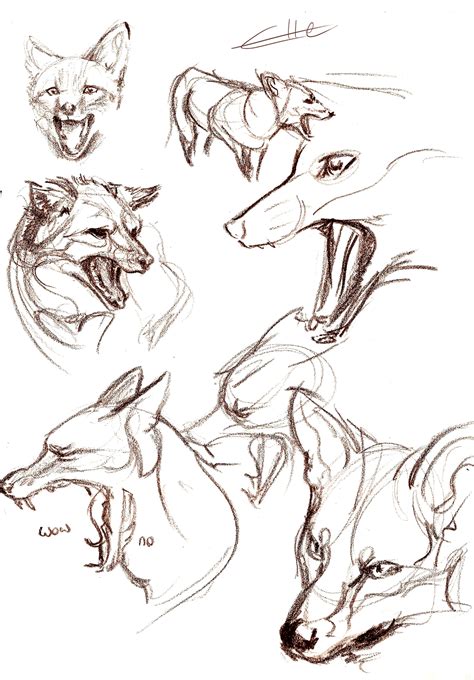 Fox Anatomy For Artists