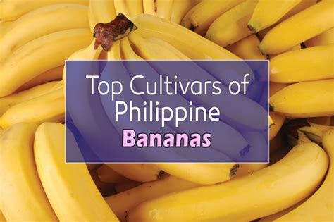 Top Cultivars and Varieties of Philippines Banana | EXIM Asian