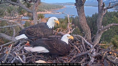 Big Bear eagles, Jackie and Shadow, may welcome first egg of season