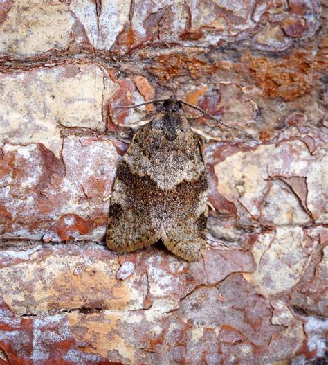 Syndemis musculana | 09/05/18 - Back Garden Mothing 8 new fo… | Flickr