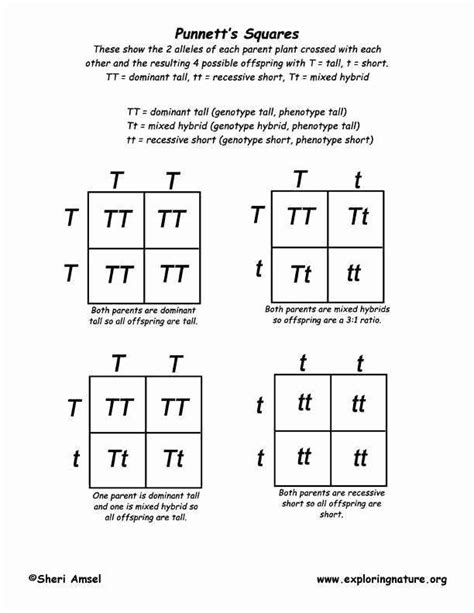 Punnett Square Practice Worksheet 9th Grade