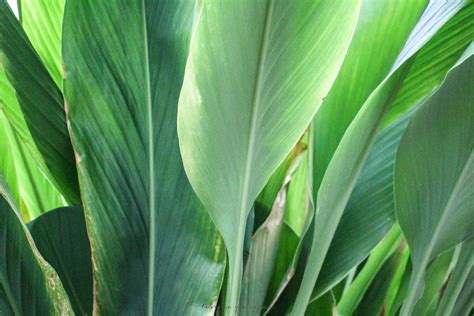 Birds of Paradise Photographed by Annie Fairfax | Lush lawn, Plant leaves, Plants