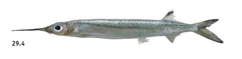 Ikan Oras, Julung-julung Atau Dussumier’s Halfbeak (Hyporhamphus dussumieri); Morfologi, Habitat ...