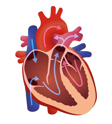 Valvular Heart Disease | Heart Valve Disease | MedlinePlus