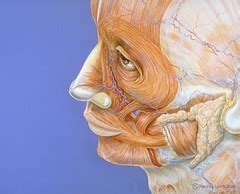 Human face anatomy | Flickr - Photo Sharing!