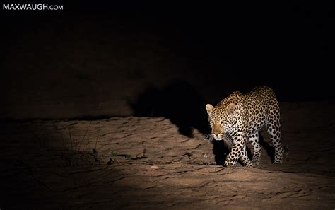 I Love the Nightlife: Photographing Wildlife at Night | Max Waugh