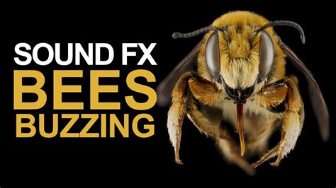 Bees Buzzing Sound Effect Free - Videohive , After Effects,Pro Video Motion