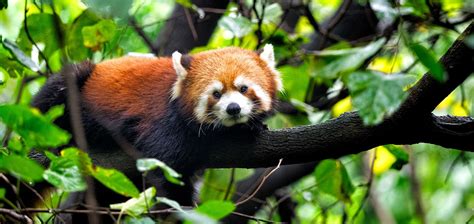 China’s Other Incredible Wildlife