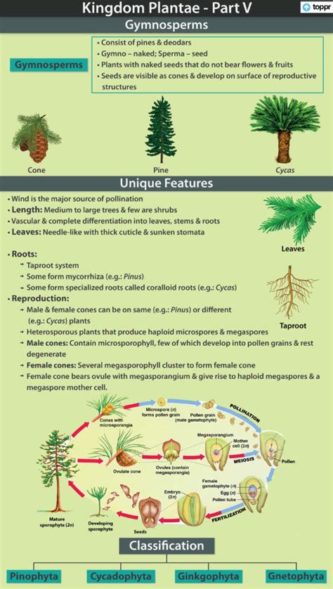 Gymnosperms: Features, Classification, Reproduction and Fertilization