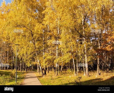 Colors of an autumn fall season in the wood Stock Photo - Alamy