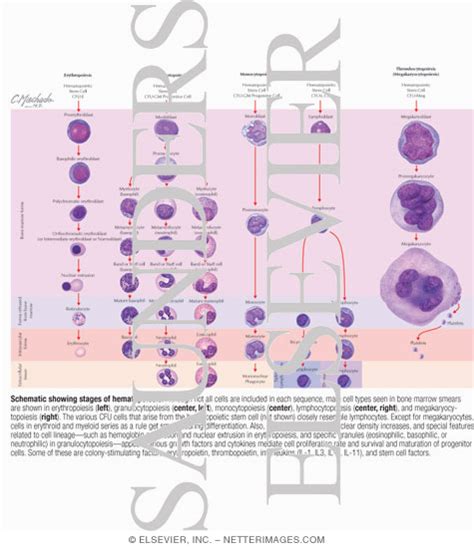 Schematic Showing Stages of Hematopoiesis