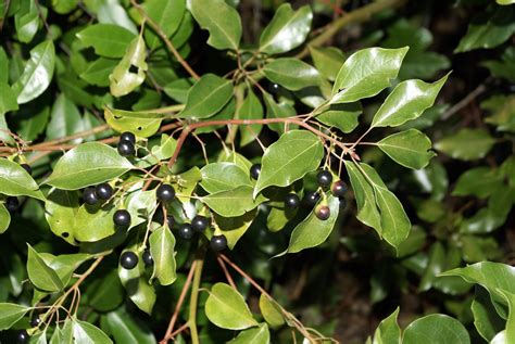 Camphor Tree: History, Identification, and Control - Alabama ...