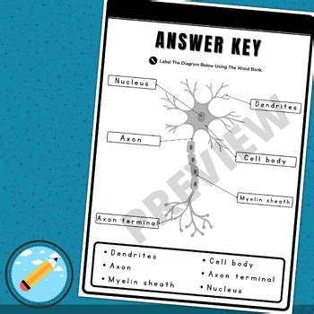 Parts of a Neuron Diagram Worksheet | Label the Parts of a Neuron