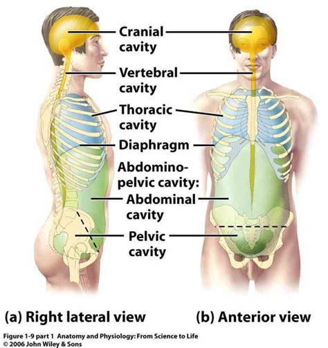 Ventral Body Cavity Diagram