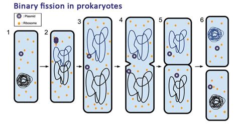 Binary Fission: Steps, Types, Examples (vs. Mitosis)