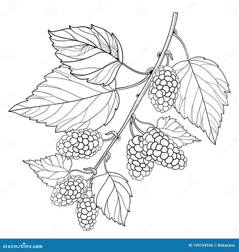 Vector Branch with Outline Mulberry or Morus with Ripe Berry and Leaves ...