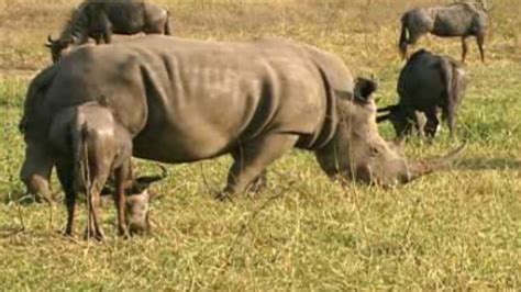 Rhinoceros | Rhino Horn Use: Fact vs. Fiction | Nature | PBS