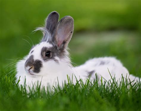 Can A House Rabbit Live With A Dog