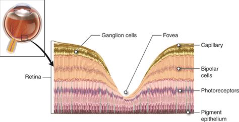 Retina Anatomy - Anatomy Reading Source