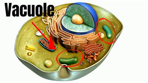 Animal cell vacuole definition