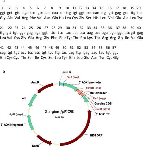 a Amino acid sequence and corresponding nucleotide sequence of the ...