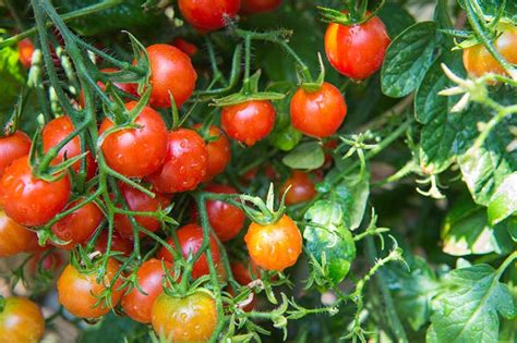 How to Grow Cherry Tomatoes | Gardener’s Path