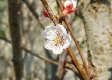 Apricot tree care essentials 🌳 🍑 Ensure your tree blooms and produces ...