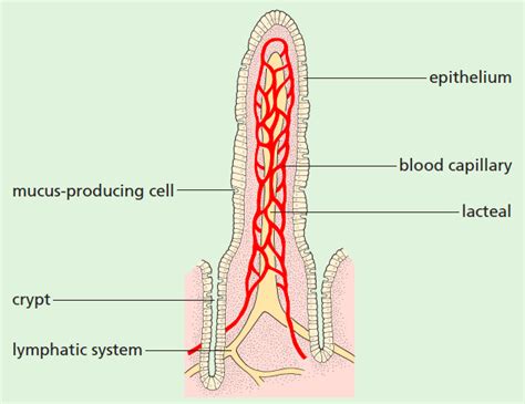 图表 · Structure of a Villus | Quizlet