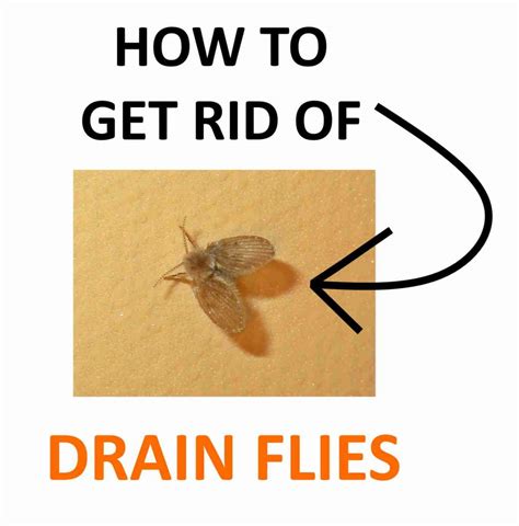 Tiny Flies In Bathroom Sink – Rispa