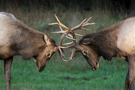 Bull Elk Fighting Print, Elk Photography, Bull Elk Photography ...