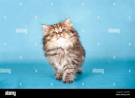 British Longhair Kitten Stock Photo - Alamy