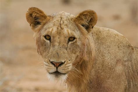 Male lion roaring stock photo. Image of powerful, power - 6895700