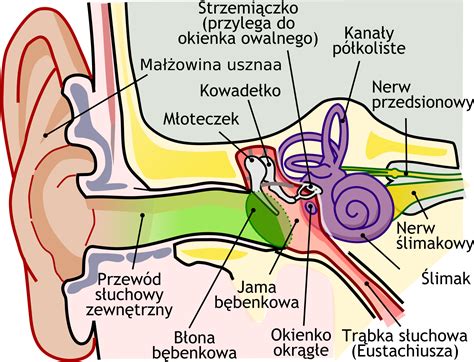 Ear Diagram For Kids Bing Images - vrogue.co