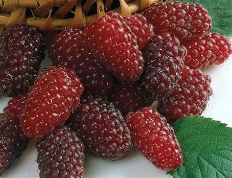 Loganberry benefits for skin and hair and male and female