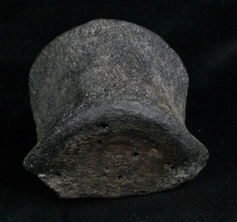 2.6" Wide Fossil Whale Vertebrae - Florida (#6084) For Sale - FossilEra.com